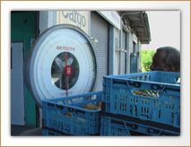  antigua black pineapples being weighed